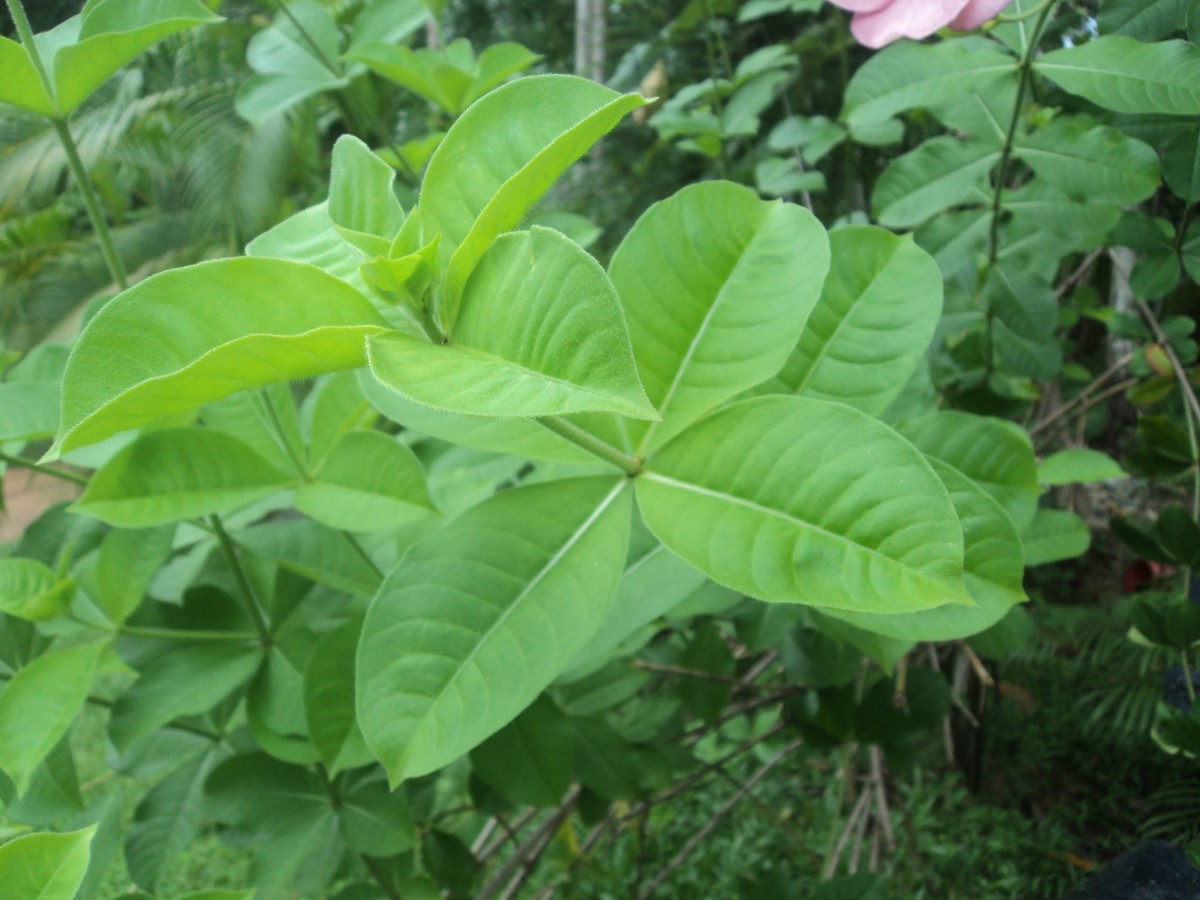 Allamanda blanchetii A.DC.